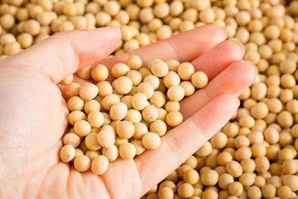 best-soybean-exporters-in-vietnam