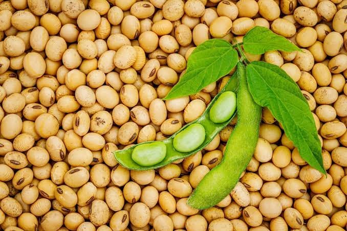 best-soybean-exporters-in-thailand
